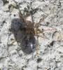Enoplognatha sp.